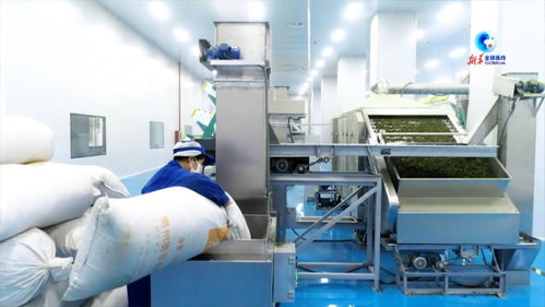全球連線 在 中國(guó)抹茶之都 看 世界抹茶超級(jí)工廠 如何生產(chǎn)
